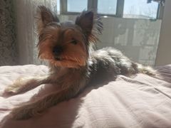 -宠福鑫康馨动物医院·骨科·眼科