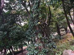 -汉拿树木园