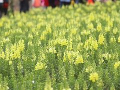 -天适樱花悠乐园