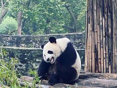 -都江堰中华大熊猫苑