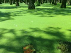 -渌洋湖湿地公园