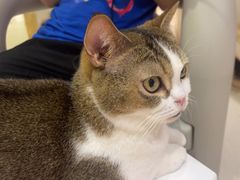 -藏猫猫咖啡主题馆(中央大道店)