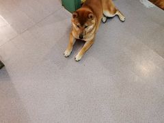 -喜柴咖啡·柴犬狗咖