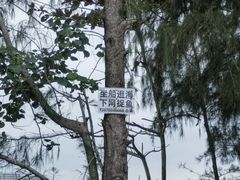 -东郊椰林