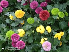 -上海共青森林公园