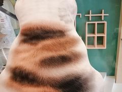 -飞行喵MR PILOT|猫舍·猫咖(静安大融城店)