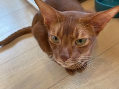 -Let's go狗咖·猫咖·奶狗·桌游(春熙路IFS店)