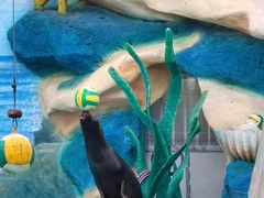 -上海野生动物园老虎餐厅