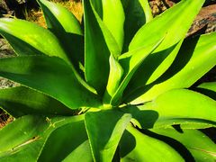 -华南国家植物园-售票处