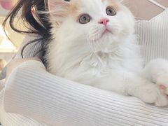 -lincat·猫舍(广州店)
