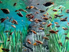 -上海海洋水族馆