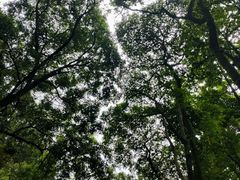 -马峦山郊野公园