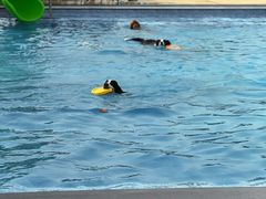 -爪吧宠物乐园 (温榆河示范区店)