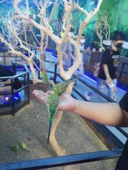 -未来动物城动物主题公园(大悦城店)