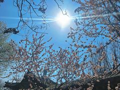 -桃花堤公园