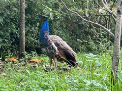 -佛冈森波拉度假区