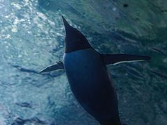 -杭州长乔极地海洋公园