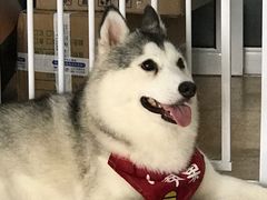 -Husky Go! 哈士奇体验馆·宠物咖啡厅狗咖