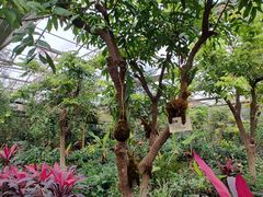 -呀路古热带植物园