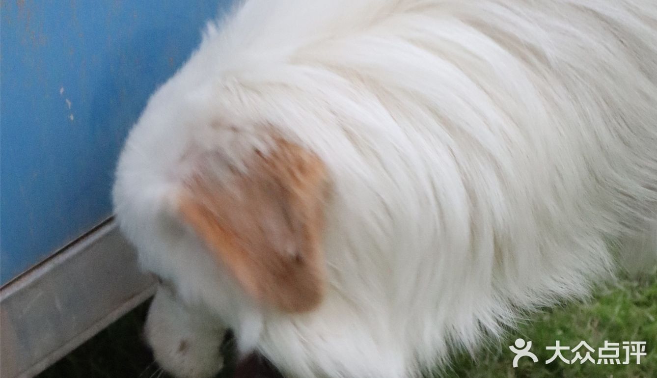 我的小狗狗很可爱🐶和狗狗营业啦