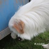 我的小狗狗很可爱🐶和狗狗营业啦