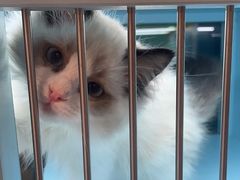 -FAELING PETS美天灵宠物(合生汇店)