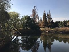 -上海滨江森林公园