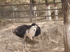 -青藏高原野生动物园
