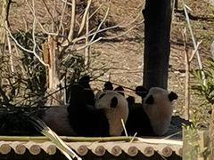 -中国大熊猫保护研究中心雅安碧峰峡基地