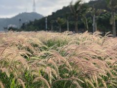 -野狸岛