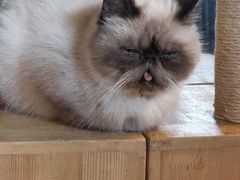 -more than meow吴止猫主题餐厅(承德 中船汇店)