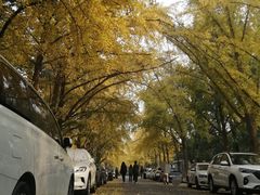 -三里屯东五街银杏大道