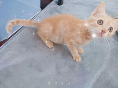 -爱侣宠医·鹦鹉专科·小型哺乳类·异宠专科(灵石路店)