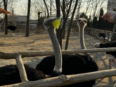 -大连森林动物园