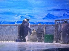 -大连老虎滩海洋公园