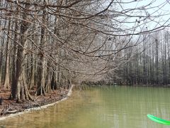 -上海海湾国家森林公园