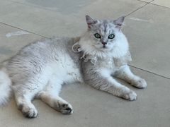 -怪兽屋·羊驼·猫咖·狗咖(俊华广场店)