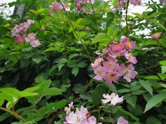 -重庆医科大学附属第一医院(本部)