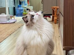 -小猫来了·猫咪专售(红山六九七九店)