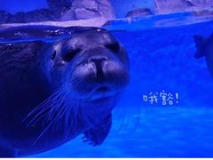 -上海海昌海洋公园