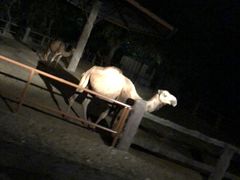 -清迈夜间动物园