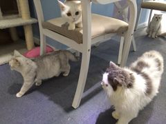 iphone_upload_pic-喵的天空名猫咖啡馆·撸猫·猫舍·用品