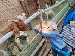 -上美四季动物农场