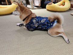 -逗柴咖啡屋·狗咖猫咖宠物桌游