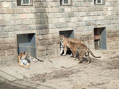 -北京野生动物园