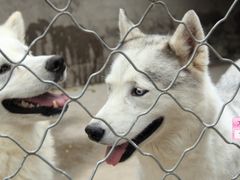 -中农大我爱我爱24h动物医院·中医针灸·猫专科·骨科医疗中心(双井店)