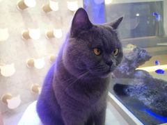 -喵园·猫主题咖啡厅·撸猫·猫咖(国贸店)