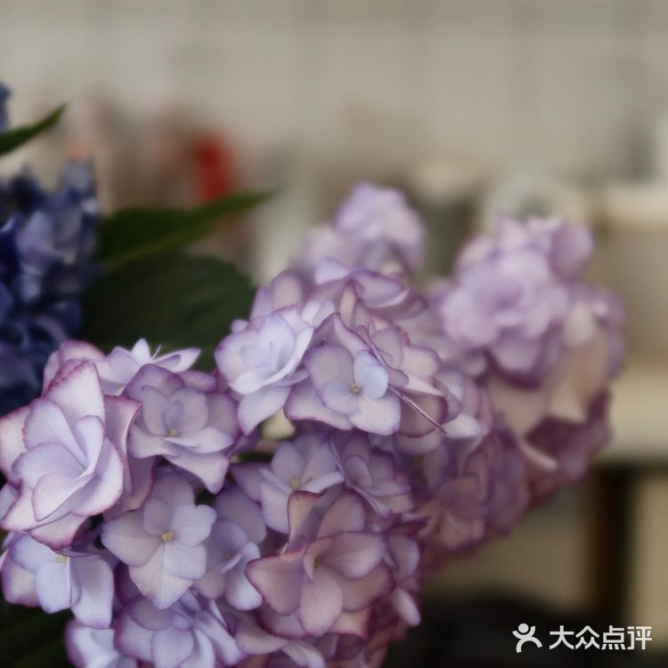 咖啡馆的无尽夏｜杨柳依依 夏日如期🌳