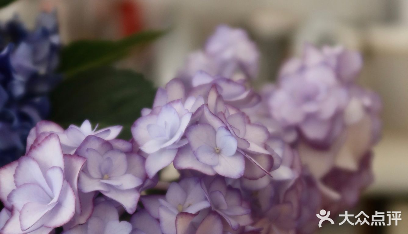 咖啡馆的无尽夏|杨柳依依 夏日如期🌳