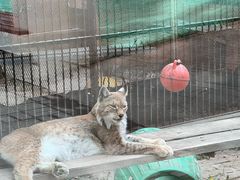 -青藏高原野生动物园